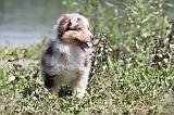 BERGER AUSTRALIEN PUPPIES 110